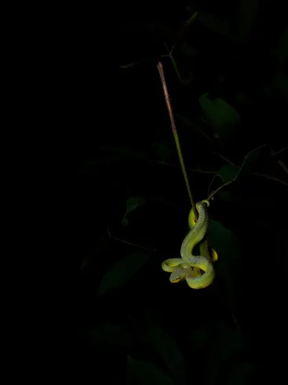 A green morph of the Bamboo Pit Viper, shot on my phone at night. The soft lighting highlights its vibrant colour against the dark forest background.