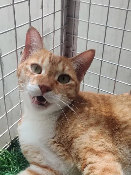 A happy "good morning" chirp from this friendly ginger cat. I love their morning greetings.