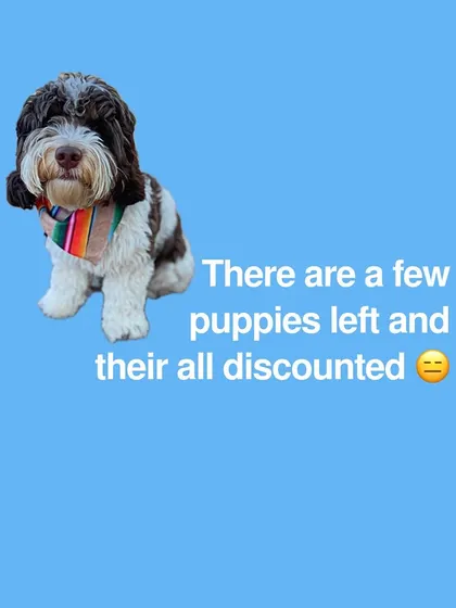If a breeder is discounting the last few puppies in a litter, it's a major red flag. Responsible breeders have a waiting list and don't treat their puppies like clearance items.