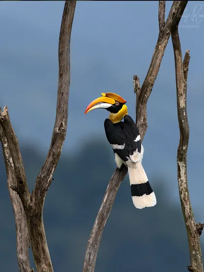 A clean portrait of a hornbill perched on a bare branch, allowing its unique profile and colors to stand out against the soft blue background of the mountains.