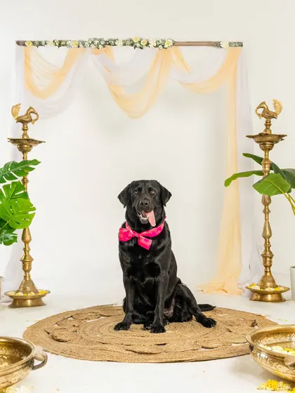 A handsome black Labrador posing in our Diwali studio setup. He looks so regal and proud.
