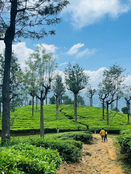 A walking path through the rolling tea hills. Our treks often take us through these beautiful and serene plantations.