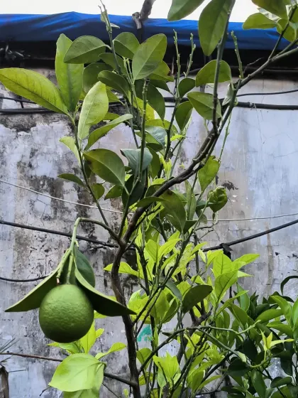 A Sweet Lime, or Mosambi, in the making. We have a variety of fruit trees available at the store so you can grow your own fresh fruit.
