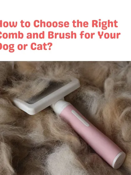 The right tools make all the difference. This image highlights the importance of choosing the correct comb or brush for your pet's coat.