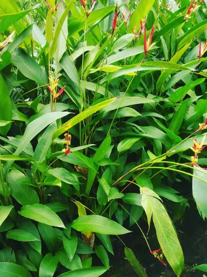 A closer look at the lush foliage of the Heliconia plant. To get these gorgeous blooms, I make sure to water deeply whenever the top inch of soil feels dry to the touch.