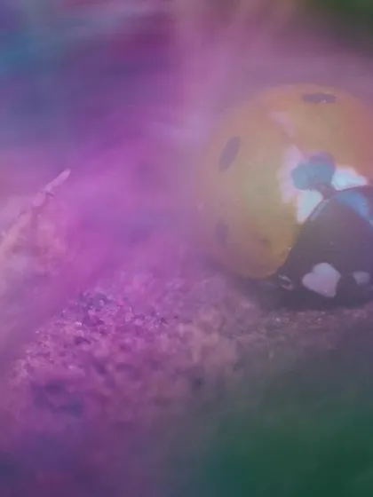 This is a creative macro shot of a ladybug, made using an in-camera multiple exposure. I combined a close-up of the bug, which has three heart-shaped spots, with soft, out-of-focus flowers to create this hazy, love-struck mood. It shows that even the smallest creatures have stories to tell.