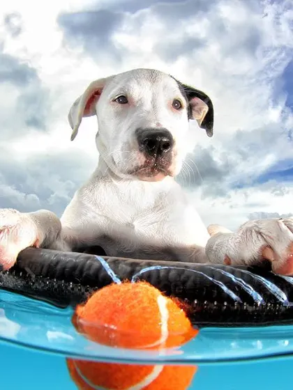 A moment of calm before the next dive. This split-level shot captures a dog resting on a surfboard, showing both the underwater and above-water worlds.