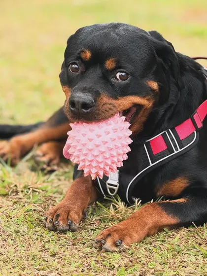 This Rottweiler has found his favorite toy and is settling in for a good chew session on the grass.