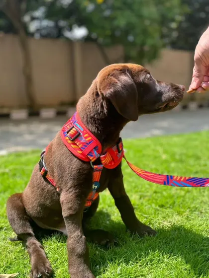 Zoro learning to take a treat gently during an outdoor training session. Positive reinforcement makes learning a happy experience.