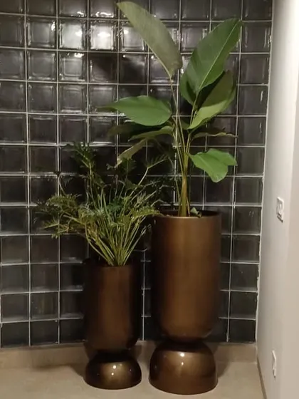 A pair of plants in matching bronze-colored pedestal planters. This setup against a dark, textured wall creates a sophisticated and moody atmosphere, perfect for a chic interior.