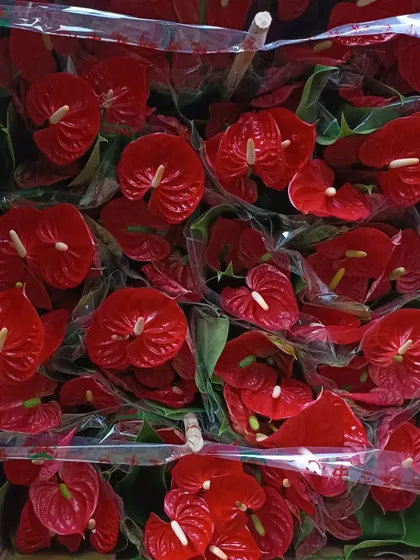 I receive fresh shipments of flowering plants regularly. This is a box full of bright red Anthuriums, ready to be potted and sent to customers.