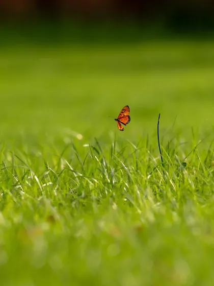 Another shot of the butterfly in flight, capturing the delicate motion of its wings.