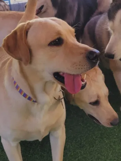 A happy Labrador, ready for Holi celebrations. We make sure all festivities are pet-safe.