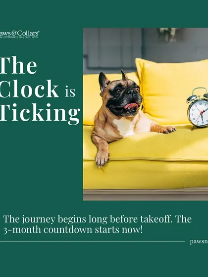The clock is ticking. This image serves as a visual reminder that the pet relocation journey begins long before takeoff, with the 3-month countdown being a critical factor.