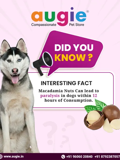Did you know that macadamia nuts can be toxic to dogs? Even a small amount can lead to paralysis within 12 hours. It's crucial to know which human foods are unsafe for your pets.
