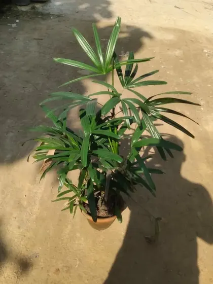 A Rhapis Palm ready to be potted up. It's a very hardy and elegant palm for indoor spaces.