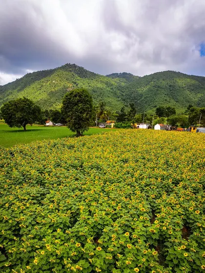 The sunflower fields at the foothills of Gopalaswamy Betta, part of the Bandipur National Park. The lush green hills provide a stunning contrast to the bright yellow flowers.