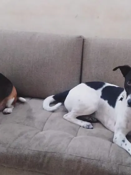Max the Beagle and Enzo just hanging out on the sofa. They feel right at home here.