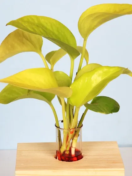 This Golden Money Plant cutting is displayed in a simple glass vial on a wooden block, showing its ability to grow easily in water. It's a beautiful and minimalist way to enjoy this popular indoor plant.