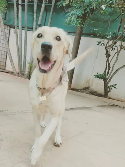Lexie trotting into the week like a boss. Her confident stride shows how at home she feels here.