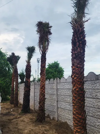 A newly installed row of Date Palms along a precast wall, instantly adding height, privacy, and a tropical aesthetic to the property boundary.