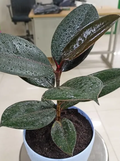 This is a duplicate of image 86. The Rubber Plant (Ficus elastica) is a stunning indoor plant with large, glossy leaves. It's also a powerful air purifier, known for removing formaldehyde from the air.