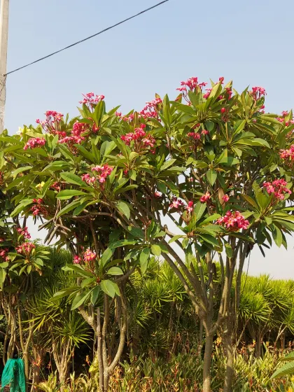 A view of Plumeria trees in the landscape, thriving in a sunny location.