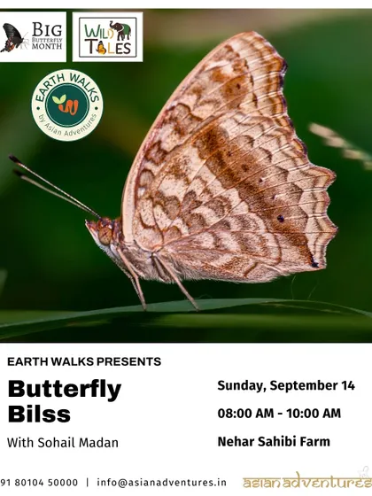 The intricate patterns of a Grey Pansy butterfly are showcased in this poster for our "Butterfly Bliss" walk. We guide you through Nehar Sahibi Farm to find and identify these masters of camouflage.