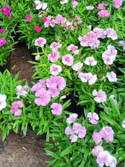 Delicate pink Dianthus flowers. These make for a beautiful and fragrant ground cover or border plant.