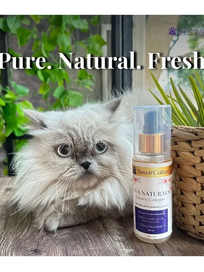 Pure, Natural, Fresh. A fluffy Persian cat poses next to a bottle of Ava Naturals Luxury Cologne, embodying the product's gentle and high-quality character.