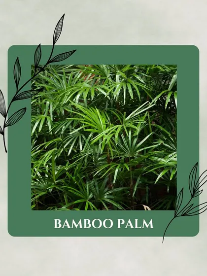 The Bamboo Palm is a powerhouse when it comes to filtering benzene and trichloroethylene. It brings a tropical feel indoors while working hard to clean your air.