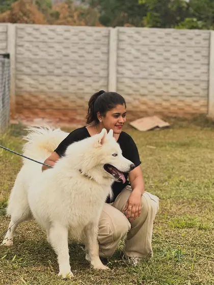 A beautiful Samoyed or white husky enjoying some pets from his owner.