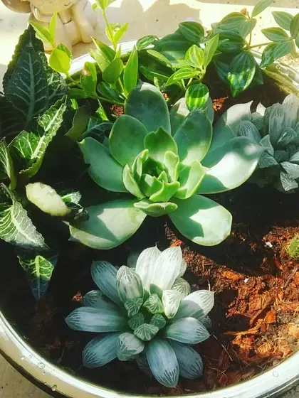 An overhead view of a mixed bowl arrangement. It combines the rosette shape of Echeveria succulents with the interesting foliage of a Fittonia (nerve plant) and other leafy plants.