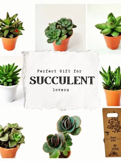 At the heart of our work is a deep love for succulents. This image collage displays just a small selection of the diverse and beautiful varieties we cultivate, from the classic Echeveria to the spiky Haworthia, each ready to be part of your perfect green gift.