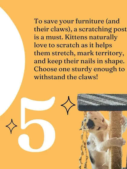 To save your furniture, a sturdy scratching post is your best friend. It satisfies their natural instinct to scratch and helps keep their nails healthy.