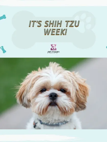 It's Shih Tzu Week! Known for their happy temperaments, we're offering a special discount for all Shih Tzus who book a spa day with us.