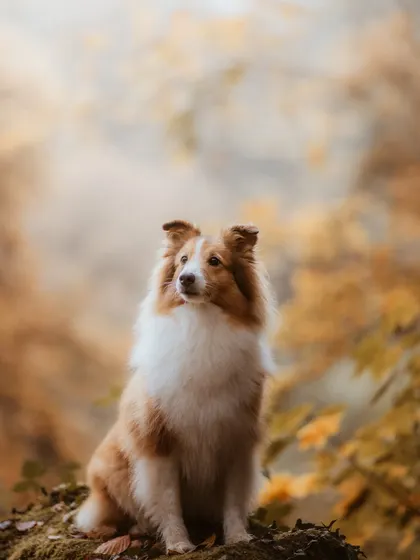 This majestic Shetland Sheepdog, set against a backdrop of misty, golden autumn foliage, perfectly captures the beauty of outdoor pet photography in Luxembourg.