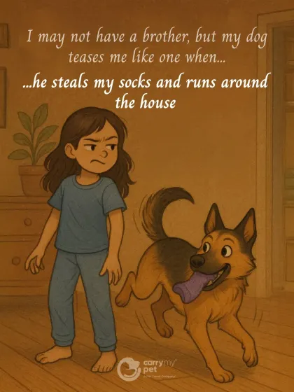 My dog teases me like a brother, especially when he steals my socks and makes me chase him around the house. It's a game we both love.