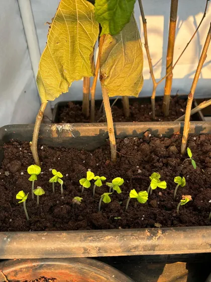Young seedlings sprouting in a tray. This is the rewarding result of planting seeds and cuttings with care.