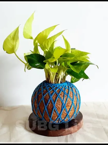 This is my Designer Kokedama featuring a Neon Pothos, also known as a Money Plant. It sits on a simple wooden base, making it a complete, ready to display decor piece. It's a perfect example of a beautiful, potless, and mess free indoor plant.