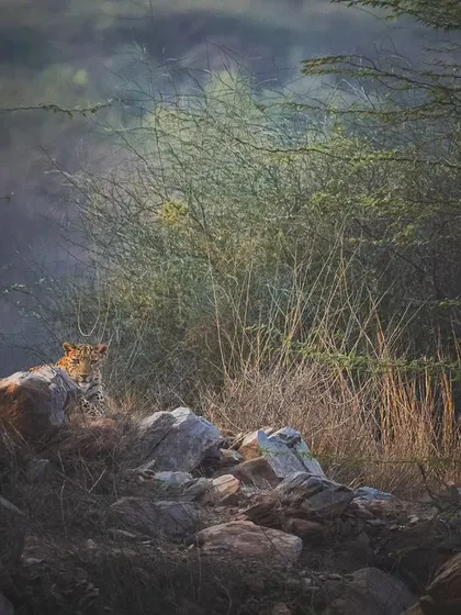 Bathed in the warm light of the golden hour, a leopard finds a resting spot among the rocks, showcasing the serene moments we sometimes witness.