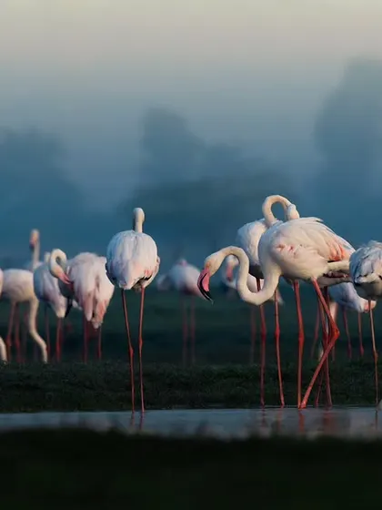 A flock of flamingos wades through the misty morning waters. The soft, diffused light and silhouettes of trees in the background give this scene an ethereal, painterly quality.