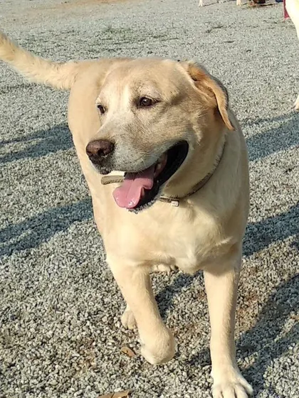 This happy Labrador is all smiles while exploring the dog park. We ensure a positive and stress-free environment for all our boarding and daycare guests.