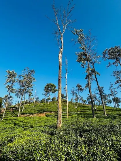 The unique landscape of the Nilgiris, with its rolling hills, tea gardens, and tall trees, creates a perfect setting for a cycling adventure.
