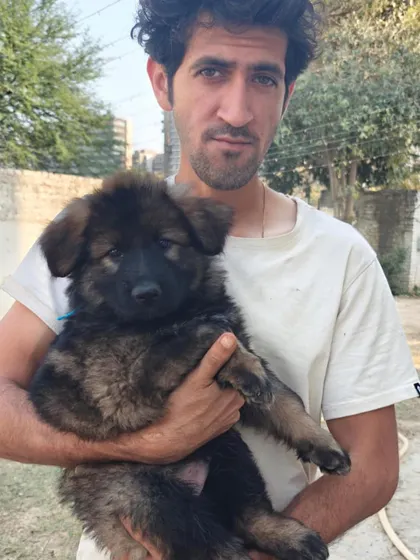 Each puppy is handled daily to build confidence and a strong human bond from the very beginning.