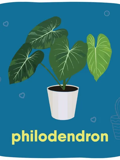 The Philodendron is a common houseplant that is unfortunately not pet-friendly.