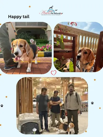 This happy beagle is the star of a successful relocation from Bangalore to Qatar. We managed the entire process, from documentation to travel arrangements, ensuring our furry friend arrived safe, calm, and healthy.