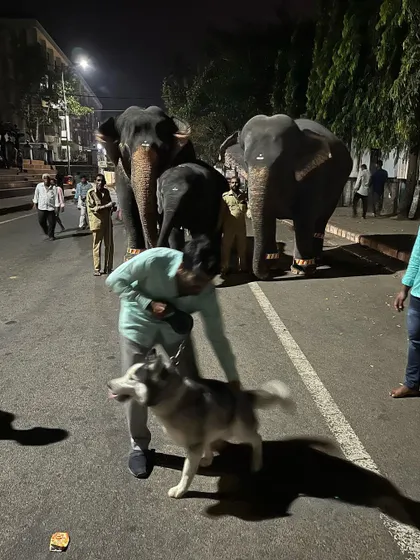 Even with all the excitement, the Husky remains connected and happy. Positive reinforcement, like a quick pet and praise, reassures him that he is doing a good job staying calm.