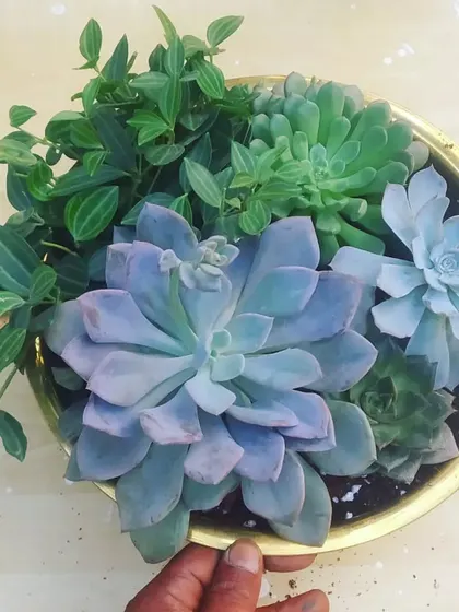 A beautiful composition of pastel-colored Echeveria succulents and trailing Peperomia. The soft blues, purples, and greens create a calm and serene look in this bowl.