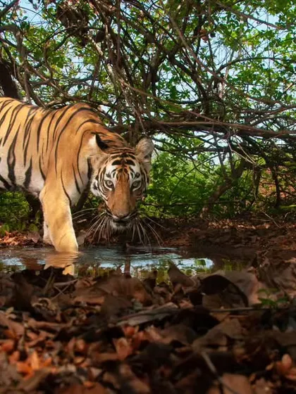 A tiger on the move, captured in the dappled light of the forest. This image shows the animal in its element, moving through the dense undergrowth of its Central Indian habitat.